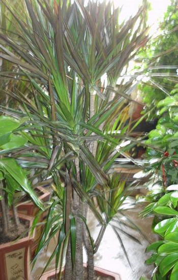 dvubb 图片点击可在新窗口打开查看